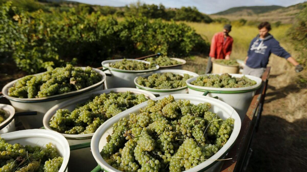 Así perjudicará el cambio climático a la producción de vino