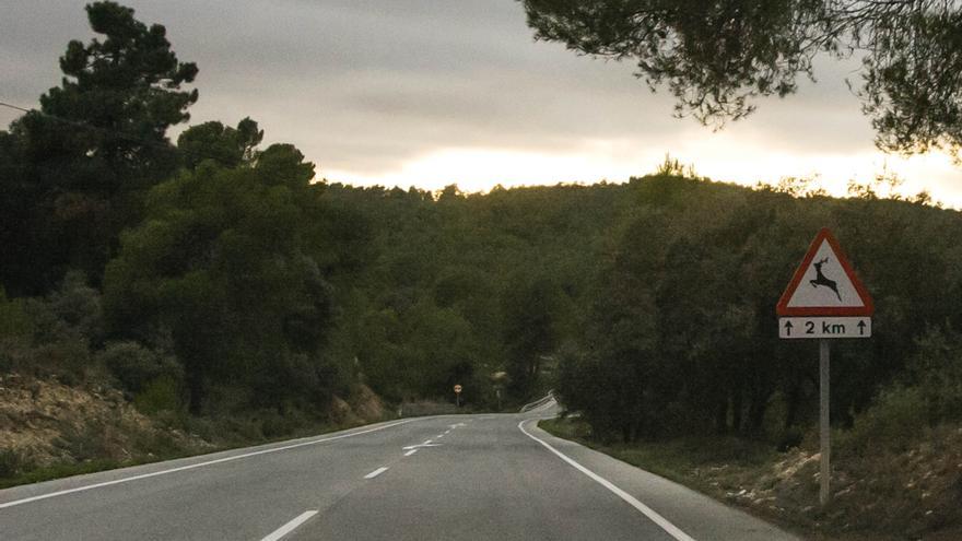 La carretera de Alcoy a Banyeres registra cada mes un accidente con un jabalí