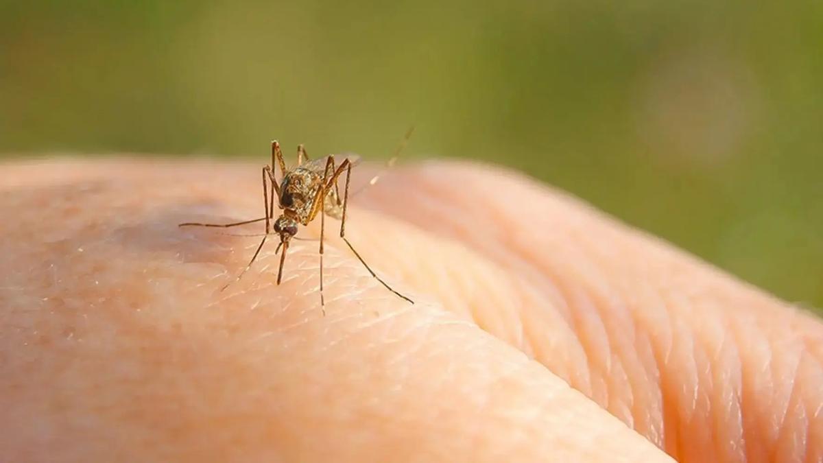 Mosquito