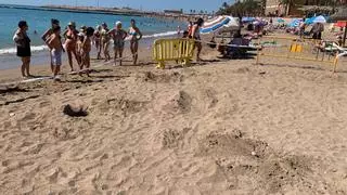 Acontecimiento en Vinaròs: una tortuga marina anida en la playa del Fortí