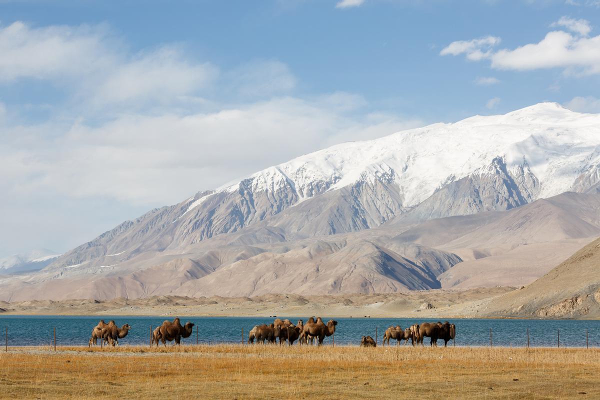 Camellos pastando en los pastizales cerca del lago Karakul.