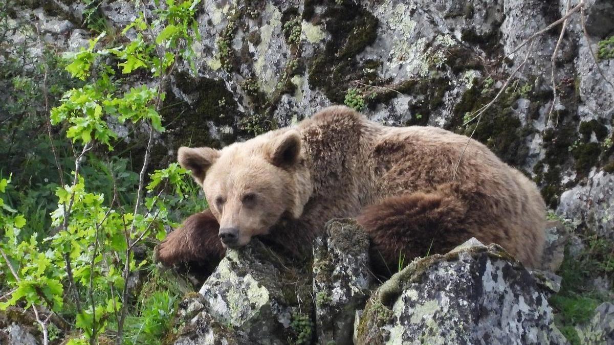 Eslovenia e Italia aceleran para abatir ejemplares de oso pardo.