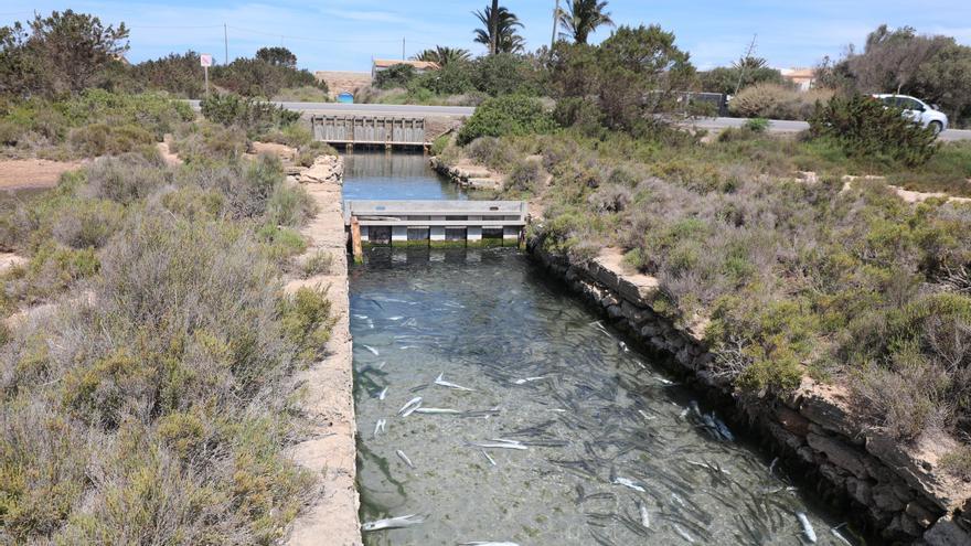 Miles de lisas mueren o quedan atrapadas en el canal de sa Séquia en el Parque Natural de ses Salines