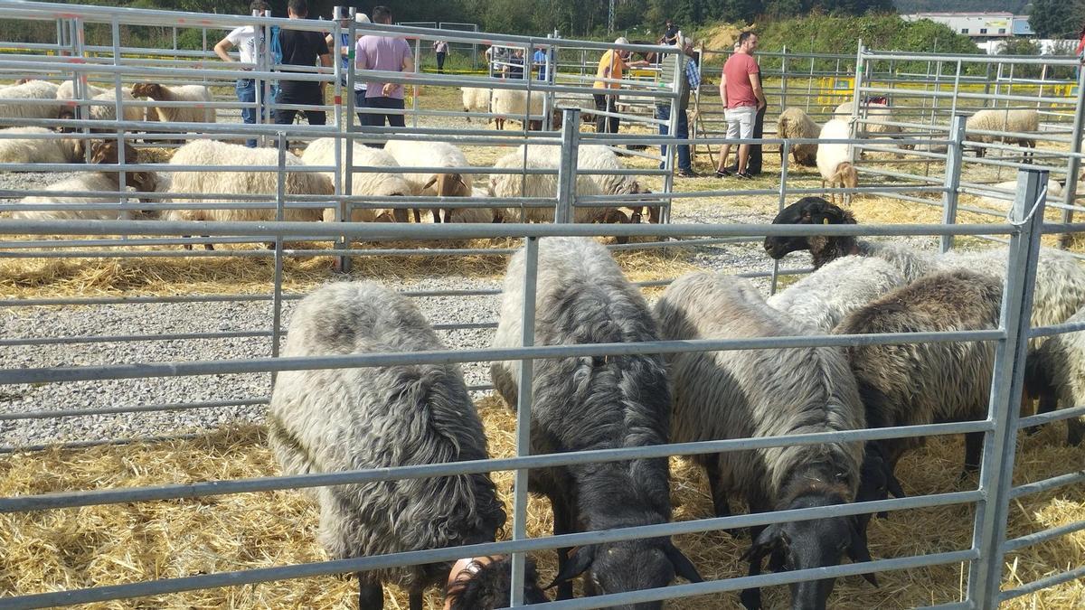 Feria de ganado en Llanes