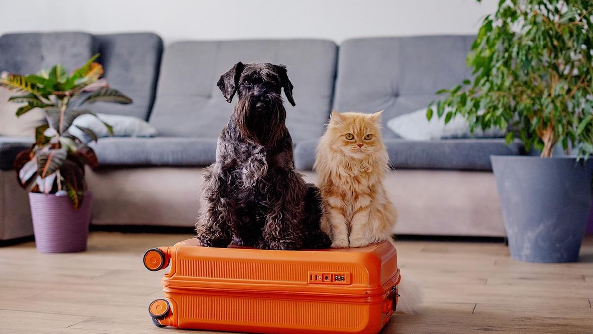 Aviso a viajeros: esta es la documentación que necesitas si quieres viajar con tu mascota