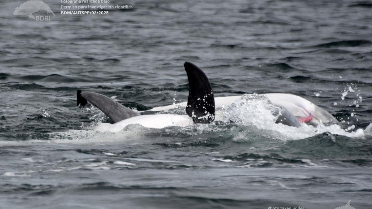 Imagen del cortejo entre dos delfines mulares (arroaces) en las Rías Baixas.