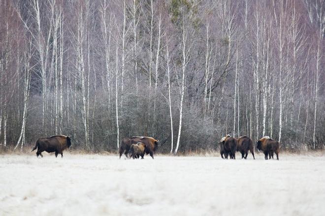 Bisontes en el Parque Nacional de Bialowieza