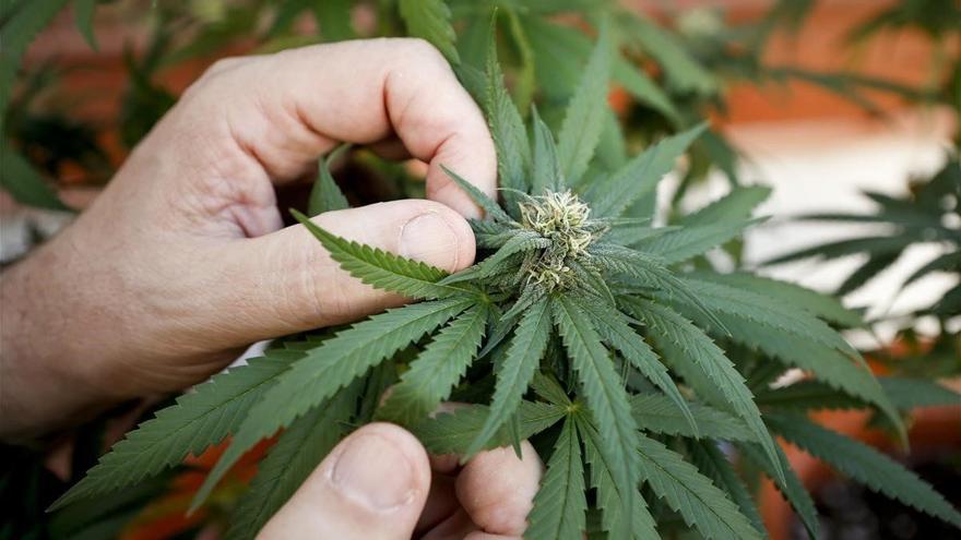 La industria del cannabis medicinal de Canarias busca inversores