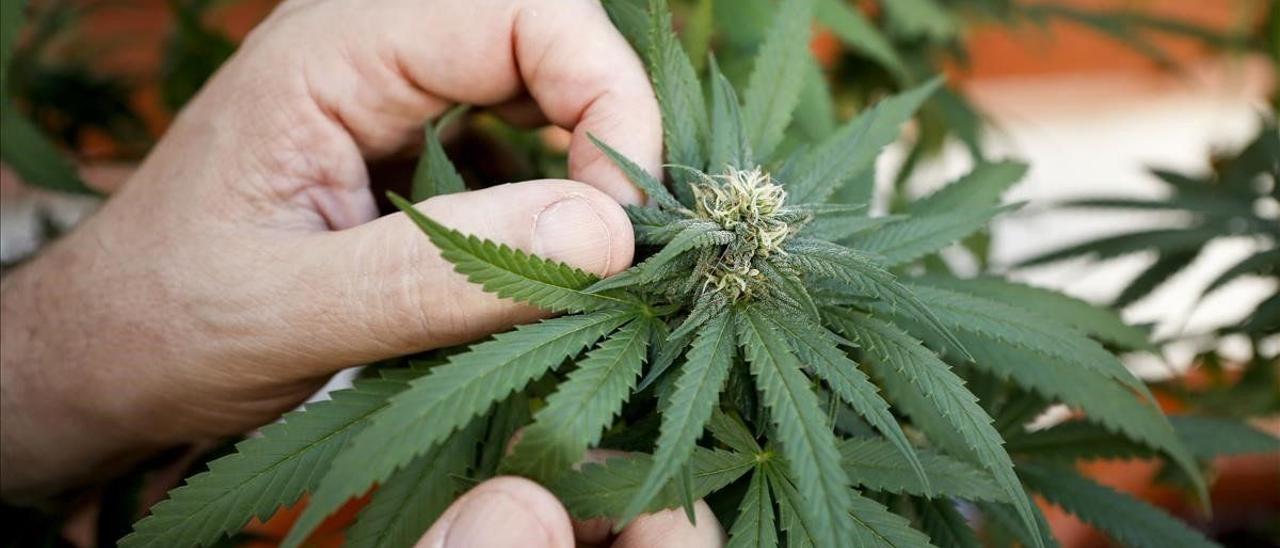 La industria del cannabis medicinal de Canarias busca inversores