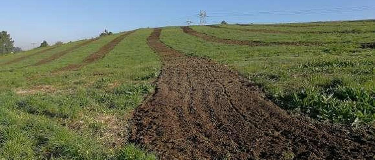 Estado actual de las 3 hectáreas rehabilitadas de la Cantera Ferro. // DP