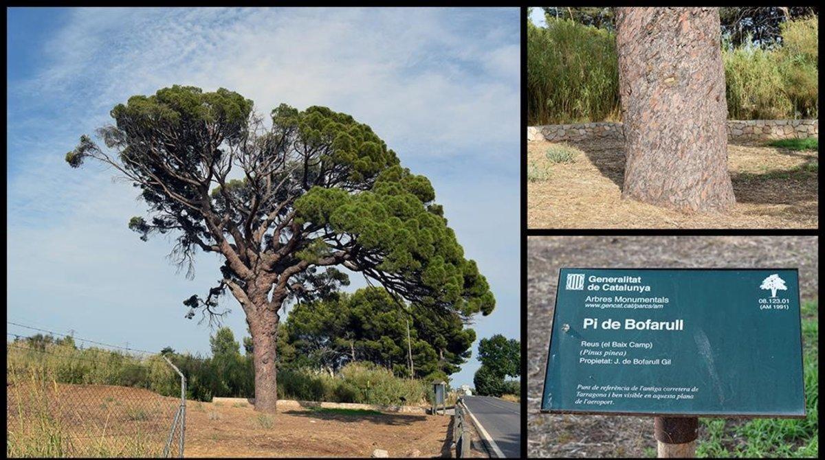 El pi de Bofarull, molt a prop de l’aeroport de Reus.