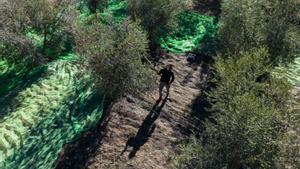 La collita d’oli remunta i fa preveure preus més moderats