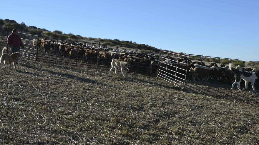 Salvador Rodríguez y varios mastines junto al rebaño de ovejas.