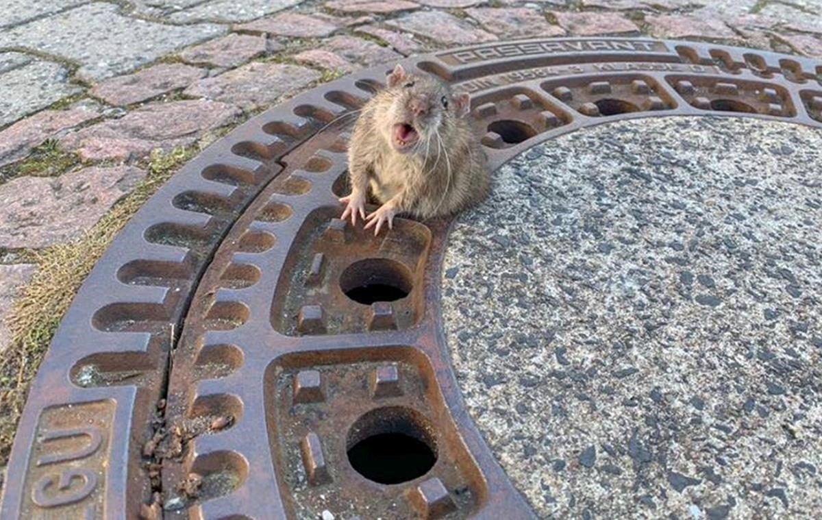 Una rata reacciona mientras está atrapada en una boca de inspección en Bensheim-Auerbach, Alemania. Un equipo de bomberos rescató al roedor que no podría pasar por el agujero del metal por sus dimensiones y quedó atrapada en la tapa.