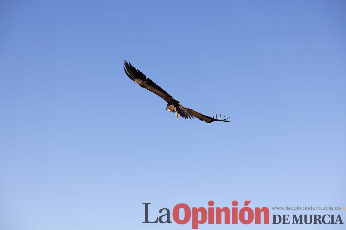 Suelta de dos buitres leonados en la Sierra de Mojantes en Caravaca