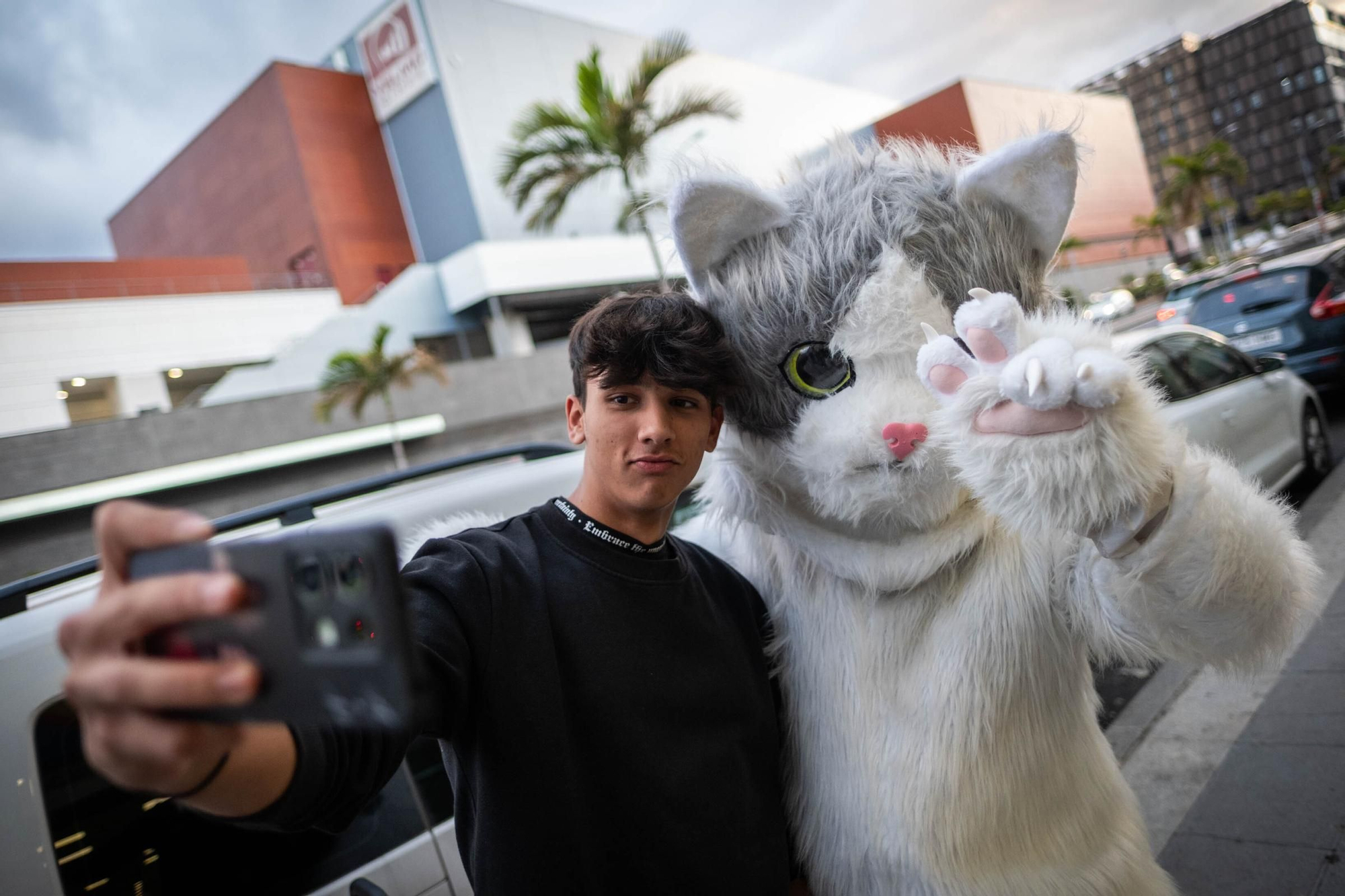 Miaumorcito, el Robin Hood de los gatos