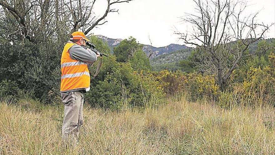 La plaga de jabalís obliga al Consell a autorizar más batidas en el Desert