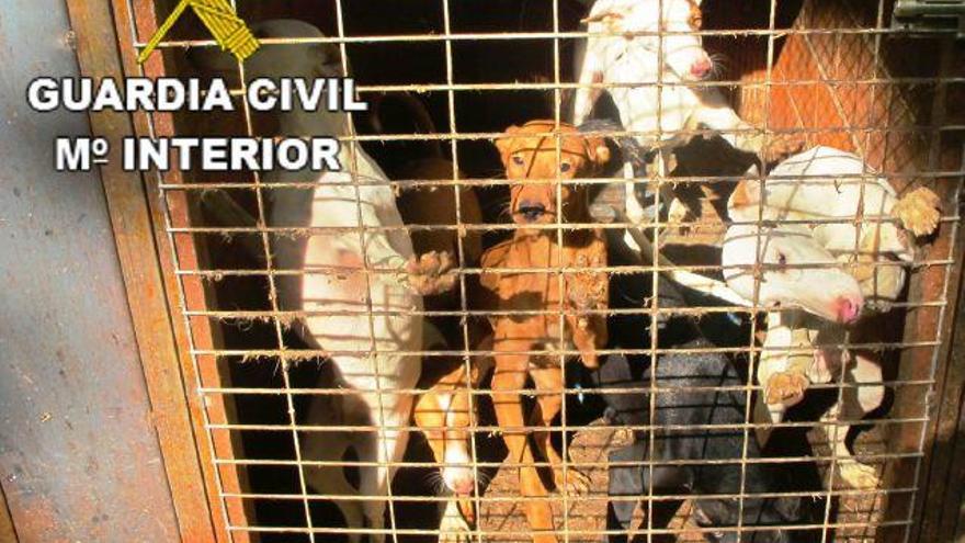Perros hacinados en jaulas en la finca de propiedad del acusado