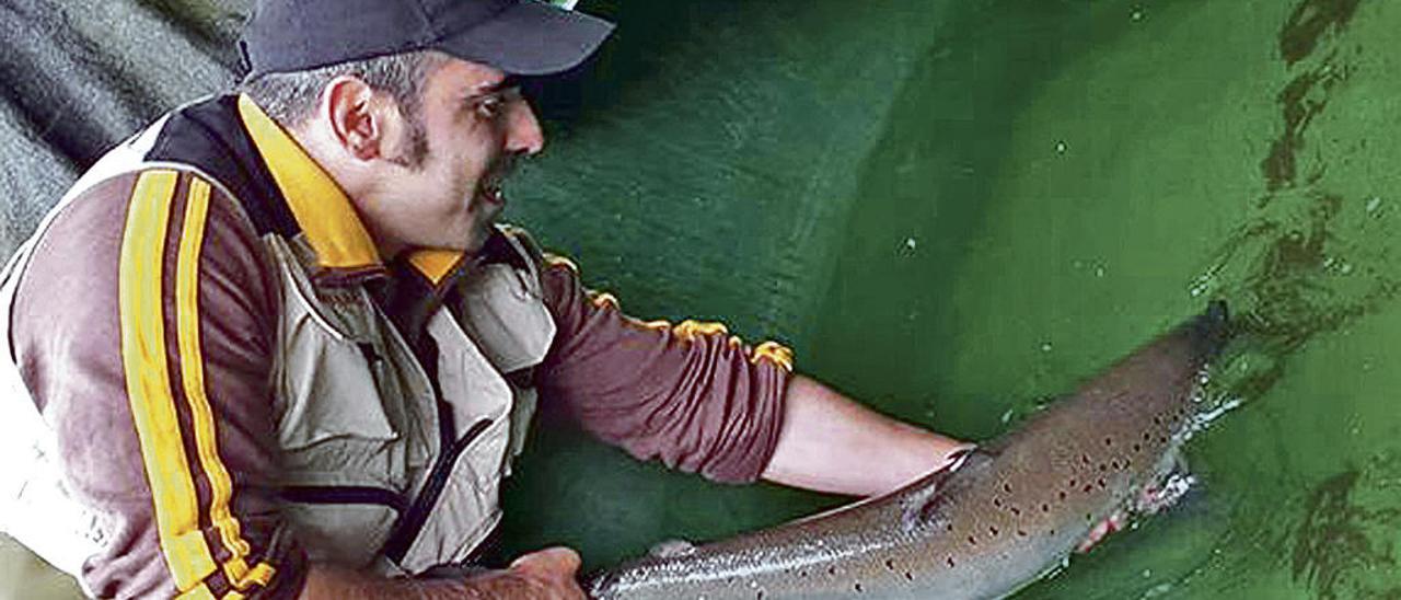 Un pescador incorpora un salmón vivo a la piscifactoría del &quot;proyecto Arca&quot;.