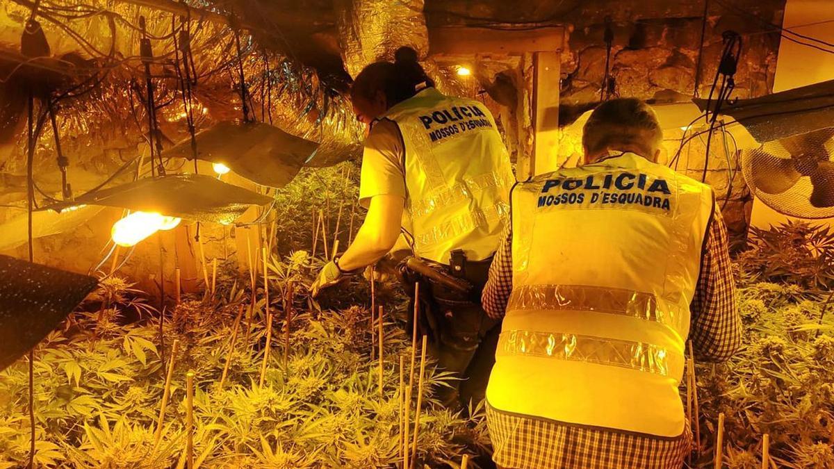 Els Mossos desmantellant una plantació de marihuana a Vidreres