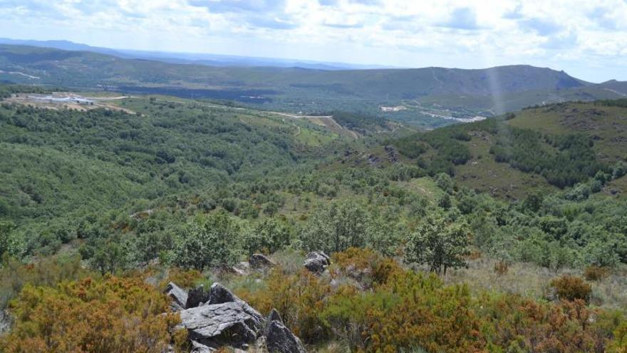 Zona de repoblación en Requejo de Sanabria donde se proyectaba la instalación de molinos eólicos. | A. S.