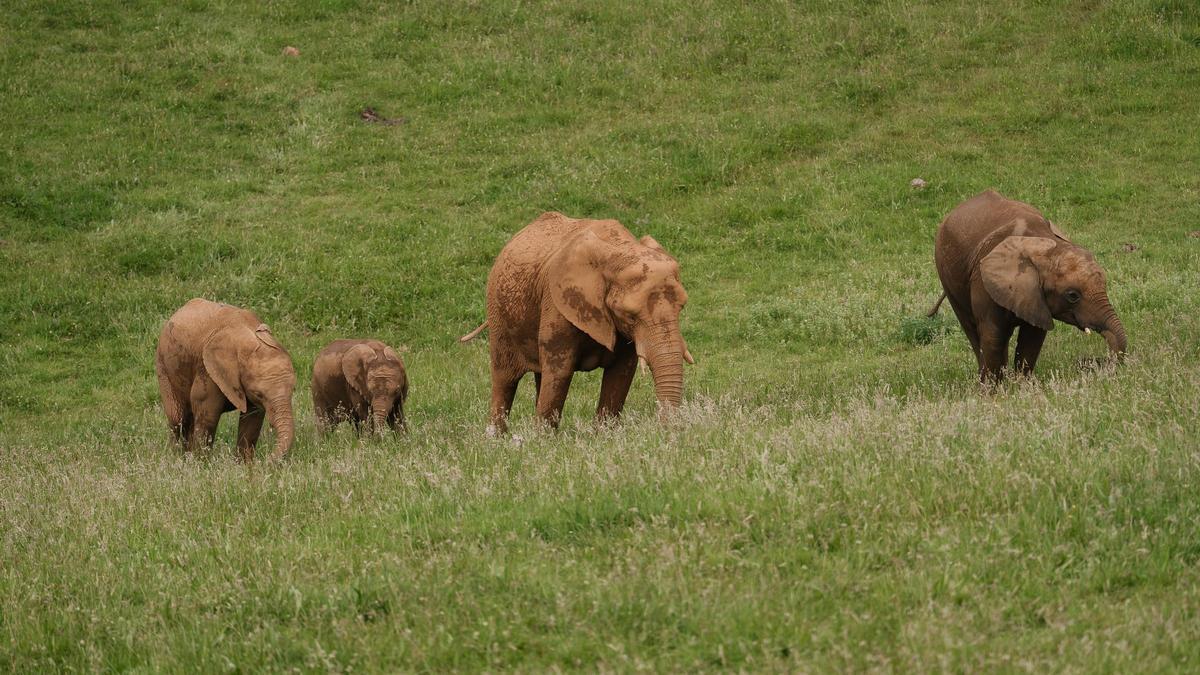 Un grupo de elefantes africanos, en el Parque de la Naturaleza de Cabárceno, en Cantabria.