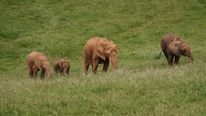 Un grupo de elefantes africanos, en el Parque de la Naturaleza de Cabárceno, en Cantabria.