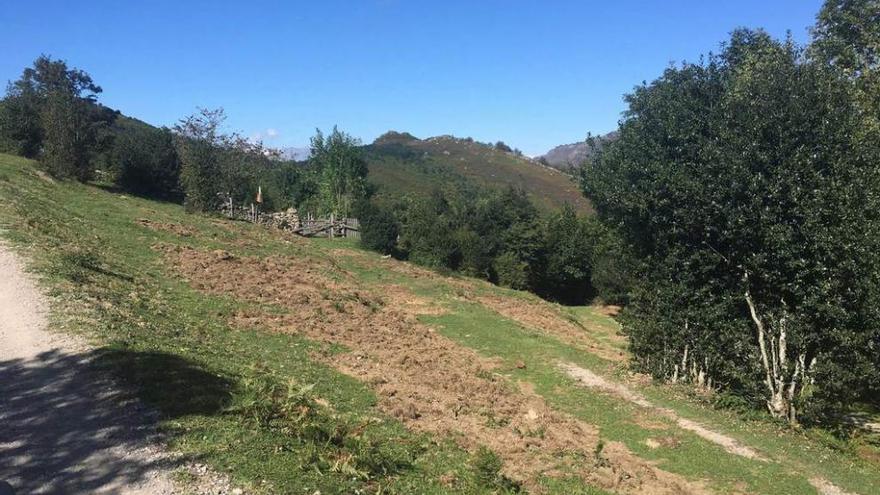 Una finca afectada por los daños ocasionados por el jabalí, en Carraceo (Aller).