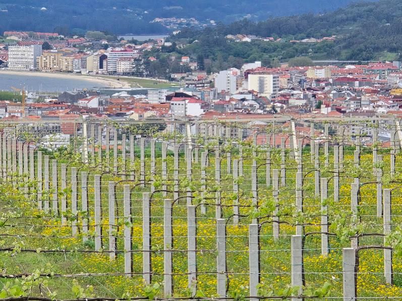 Viñedos en Vilagarcía, donde el sector trata de controlar el desarrollo de vegetación adventicia.