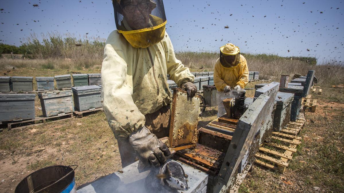 La sequía agudiza la disminución de la cosecha de miel y la pérdida de abejas en Extremadura