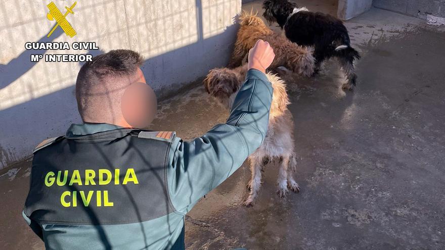 Detenidos en Águilas por lanzar perros enfermos por una valla y abandonarlos