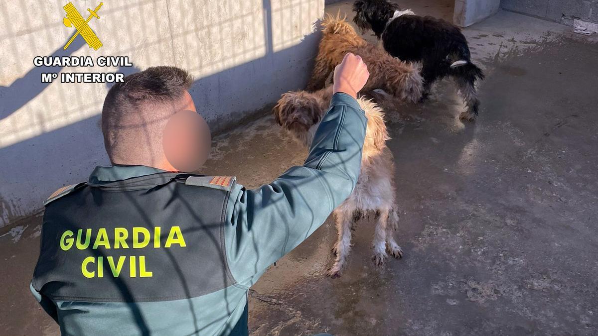 Detenidos en Águilas por lanzar perros por una valla y abandonarlos en "un estado sanitario altamente deficiente"