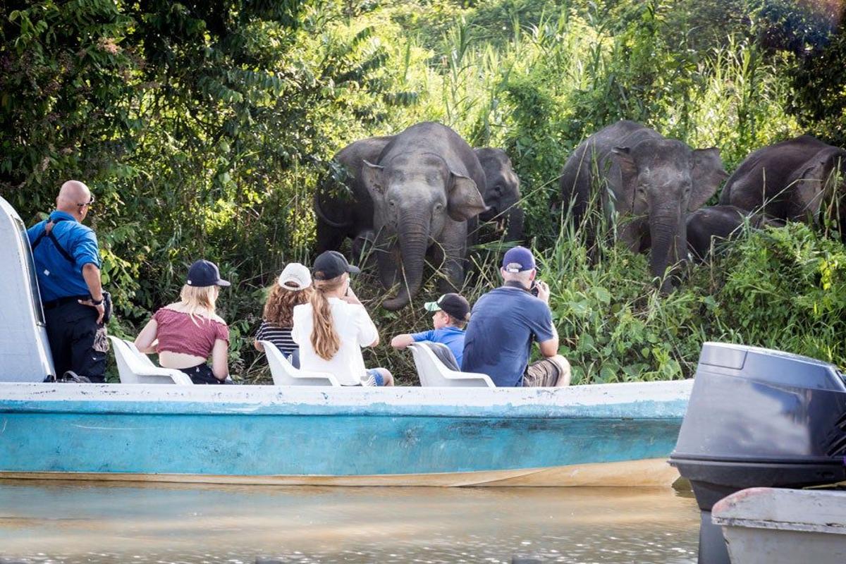 Elefantes en la orilla del río Kinabatangan