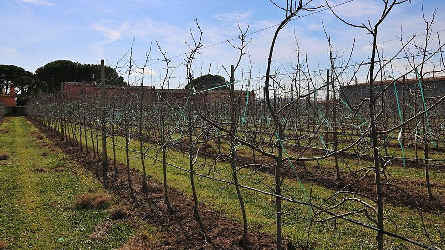 Un camp de pomeres encara sense florir, el 27 de febrer, a l&#039;Armentera.