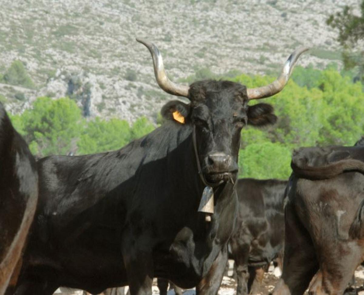 Aprobada una propuesta para ampliar ayudas al toro bravo y evitar miles de sacrificios