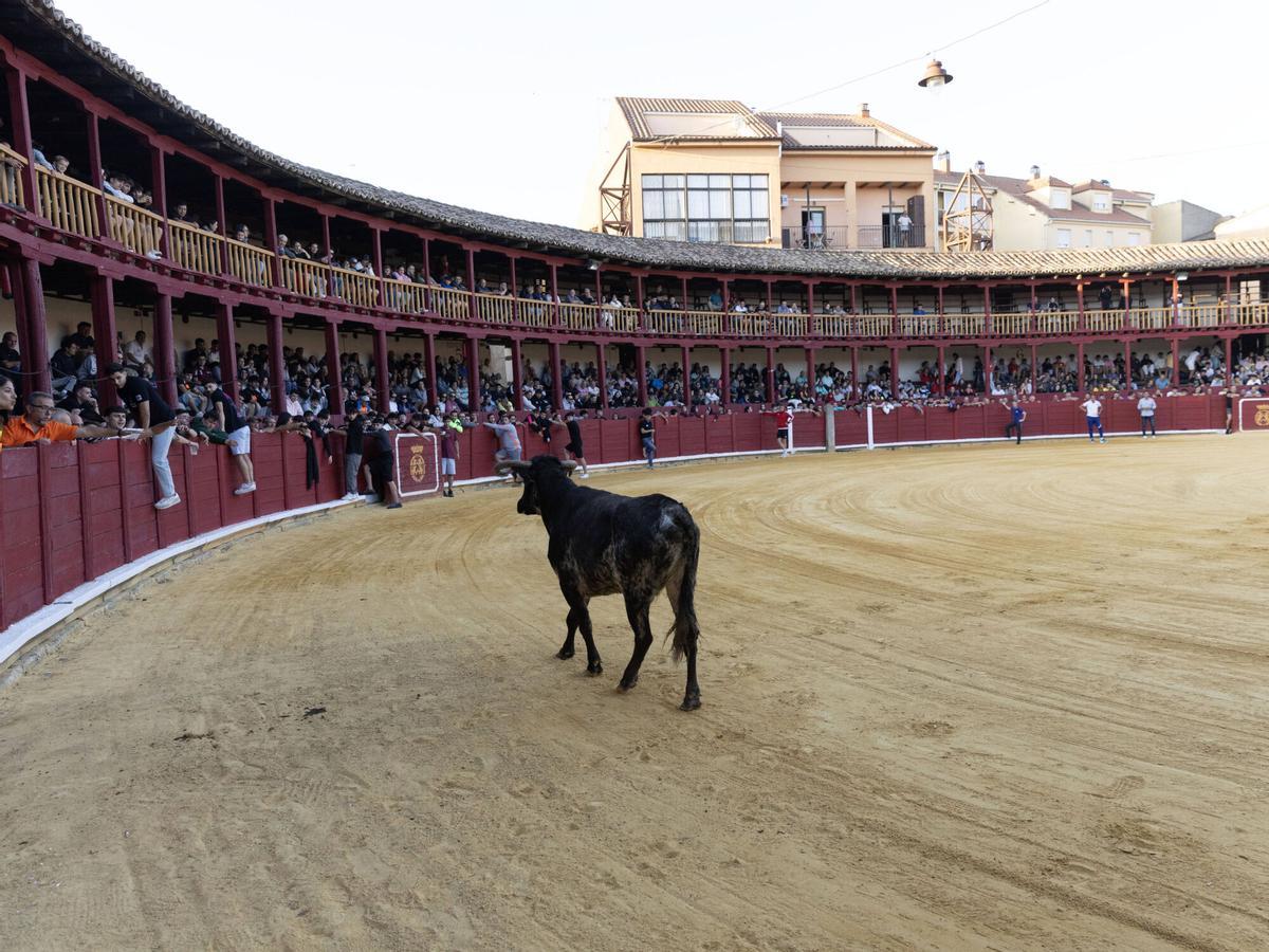 I Encierro tradiconal urbano de novillos, San Agustín Toro 2026