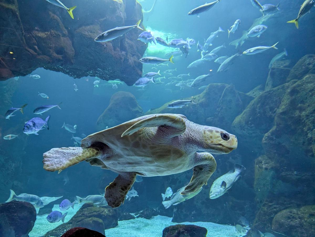 en Tortuga boba Bioparc Acuario de Gijón