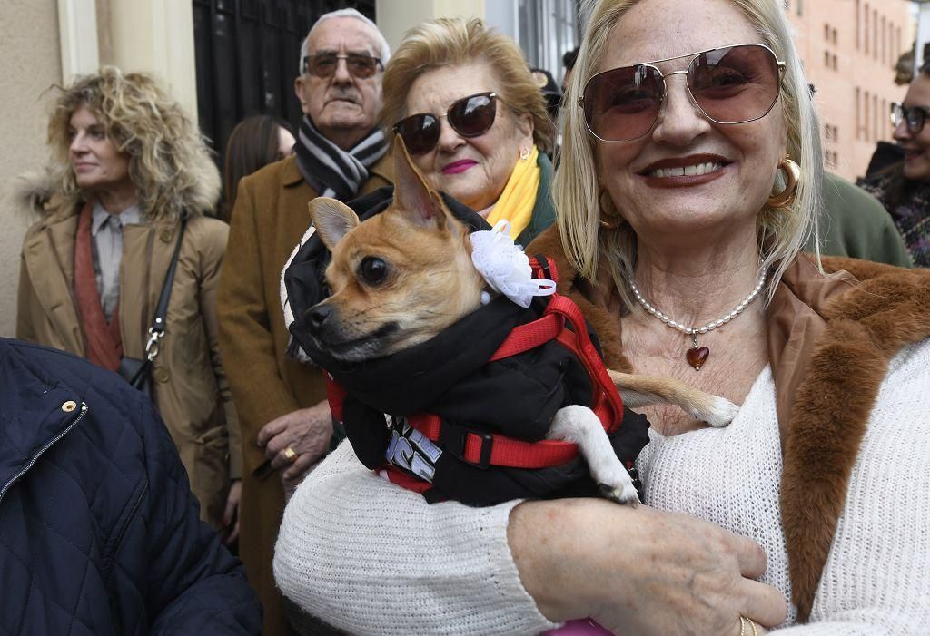 Así ha sido la bendición de animales por San Antón en Murcia