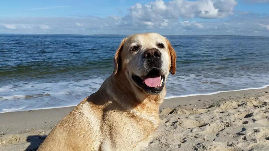 ¿Por qué tu perro labrador siempre tiene hambre? La razón científica que lo explica