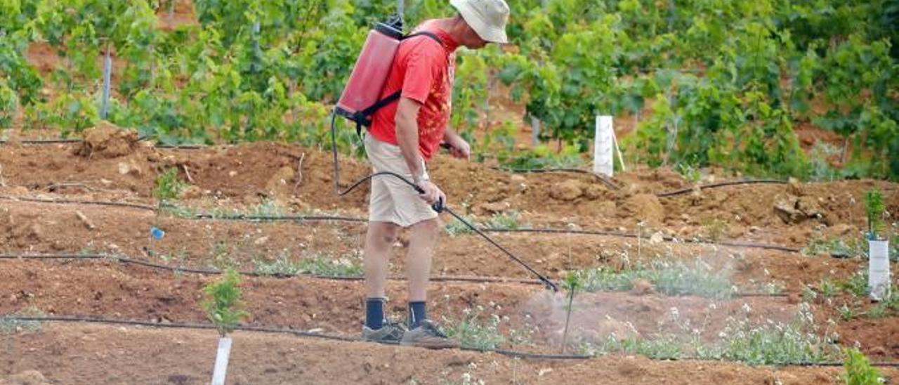 Un agricultor pulveriza con herbicidas en un campo de cítricos de Chiva.