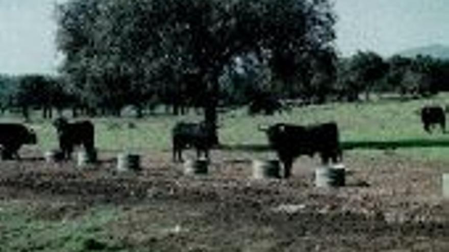 La lengua azul ´cornea´ a los criadores de toros