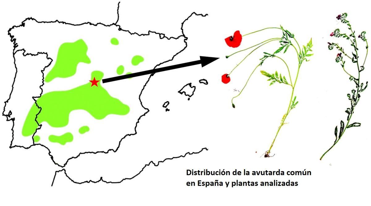 Distribución de la avutarda y plantas que consume para automedicarse