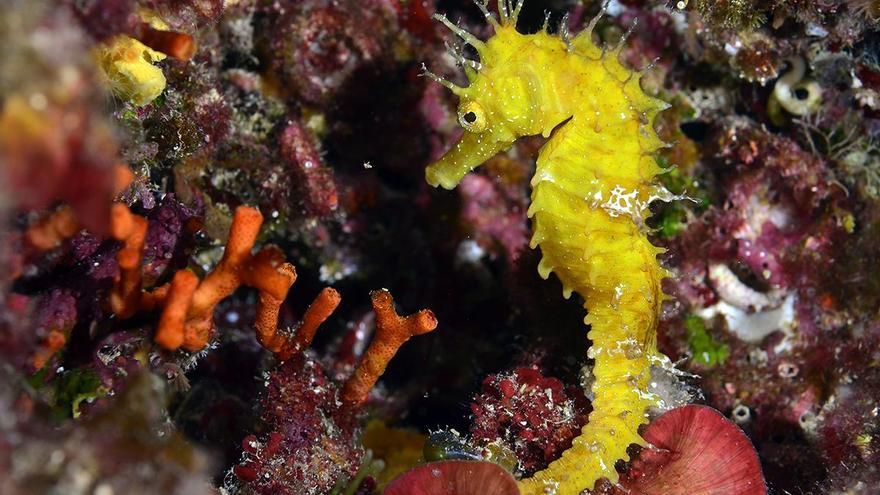 Diese seltenen Fische könnten Sie im Meer vor Mallorca entdecken