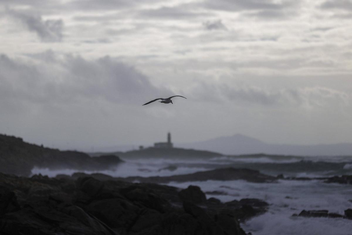 Una gaviota sobrevuela Carnota