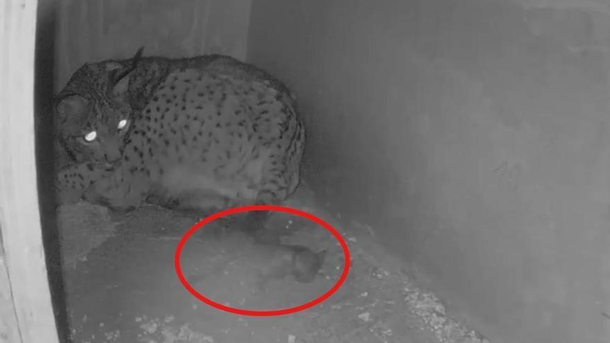 CACHORROS LINCE IBÉRICO | La lince ibérica ‘Hubara’ da a luz a tres cachorros en el centro de Zarza de Granadilla en Cáceres