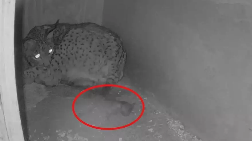 La lince ibérica ‘Hubara’ da a luz a tres cachorros en el centro de Zarza de Granadilla en Cáceres