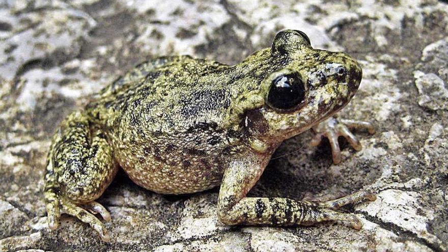 Un ejemplar de &#039;ferreret&#039;, que habita en la serra de Tramuntana.