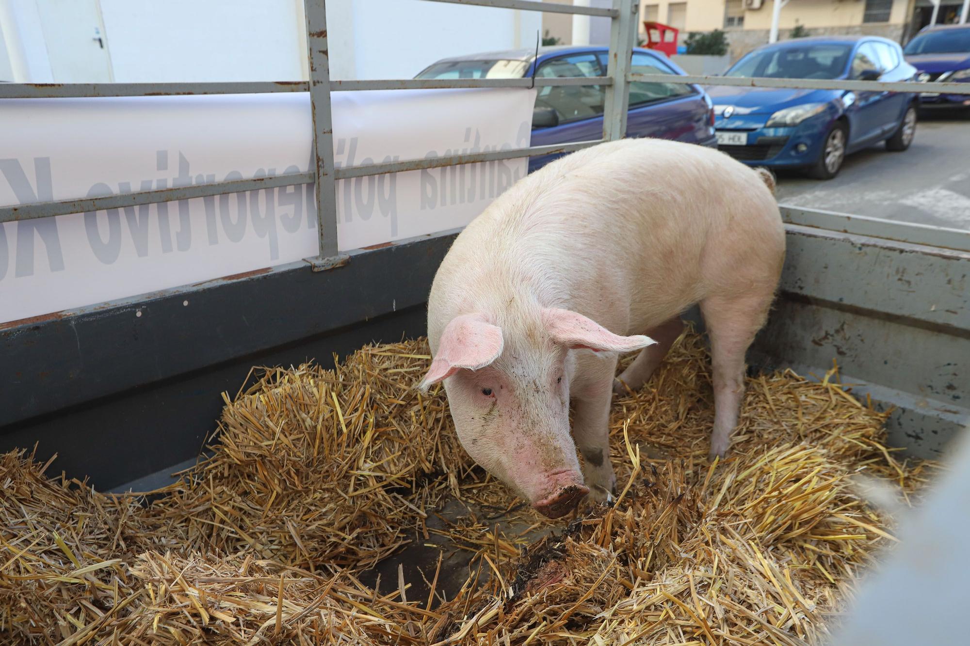 Romería y Bendición de animales en San Antón de Elche