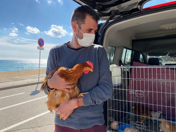 Un voluntario de Animanaturalis con una gallina salvada que iba a ser degollada