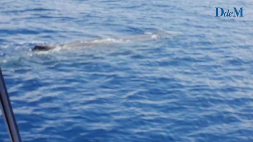 Pottwal vor der Nordküste von Mallorca gesichtet